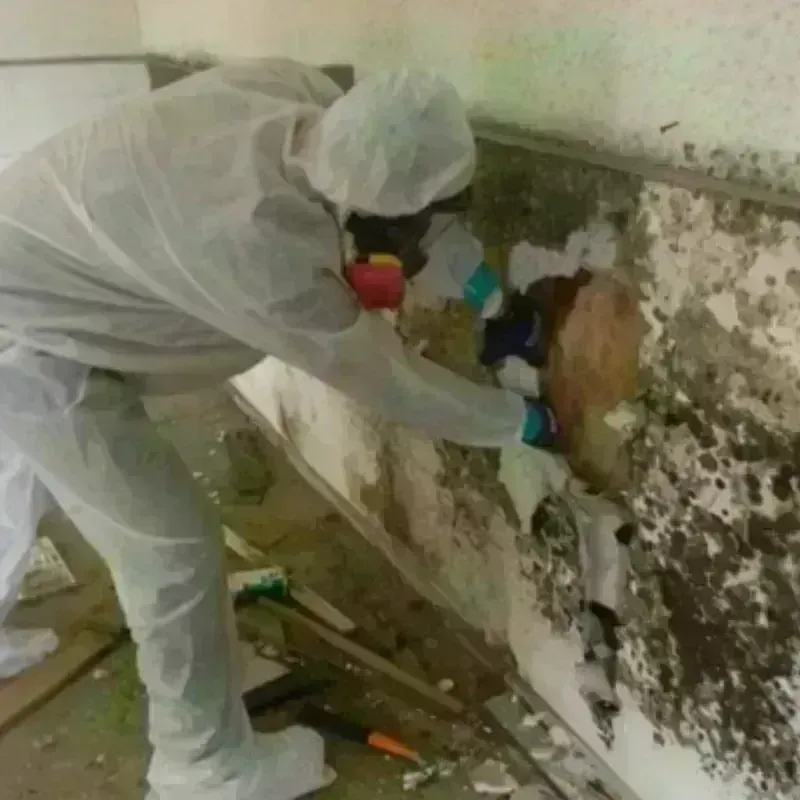 Mold Remediation and Removal in Antioch, CA